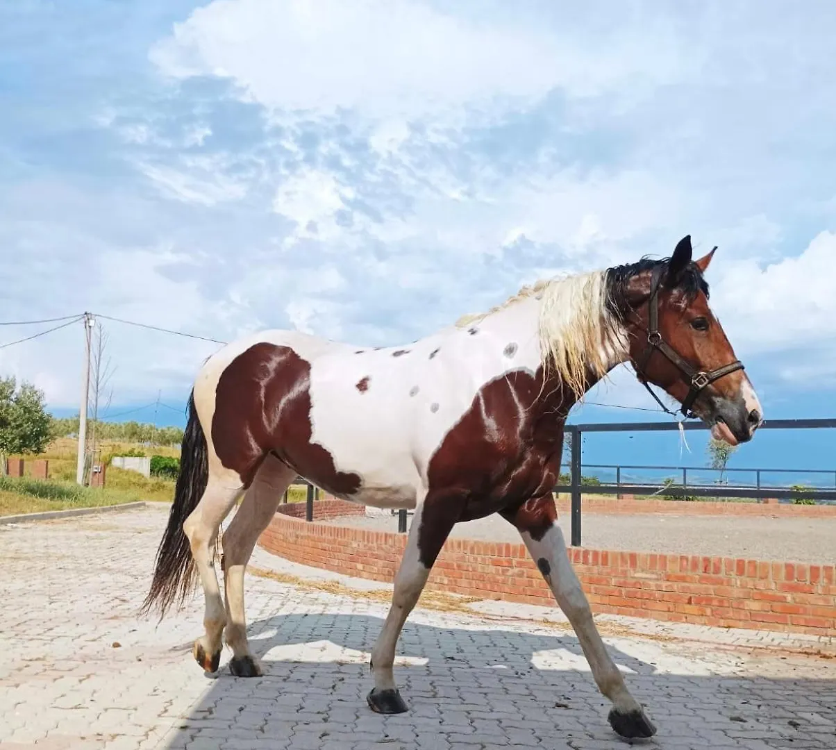 Resort Kodra E Godenve Hotel Vile-Ballaj